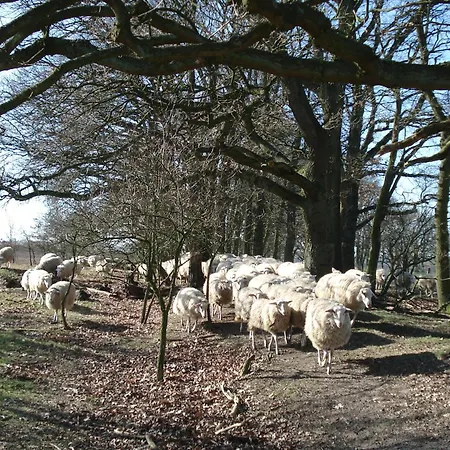Bed & Breakfast De Willemshoeve Wageningen