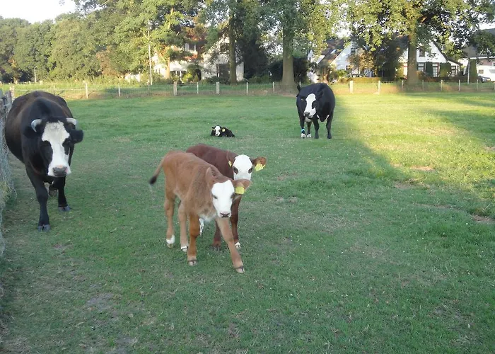 Bed & Breakfast De Willemshoeve