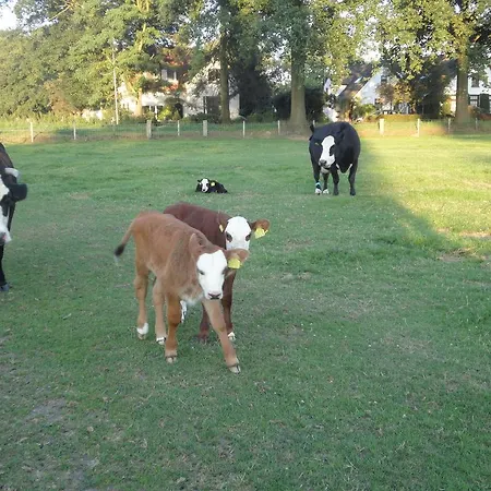 לינה וארוחת בוקר De Willemshoeve